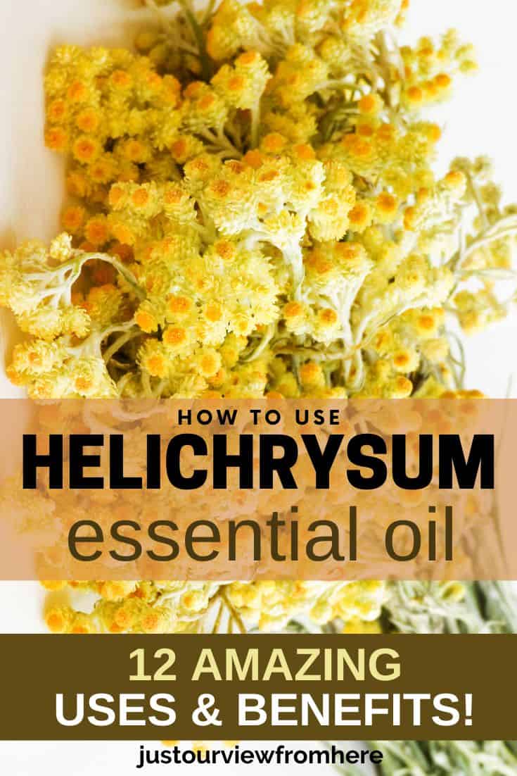 bunch of helichrysum flowers, text overlay how to us helichrysum essential oil 12 amazing benefits and uses