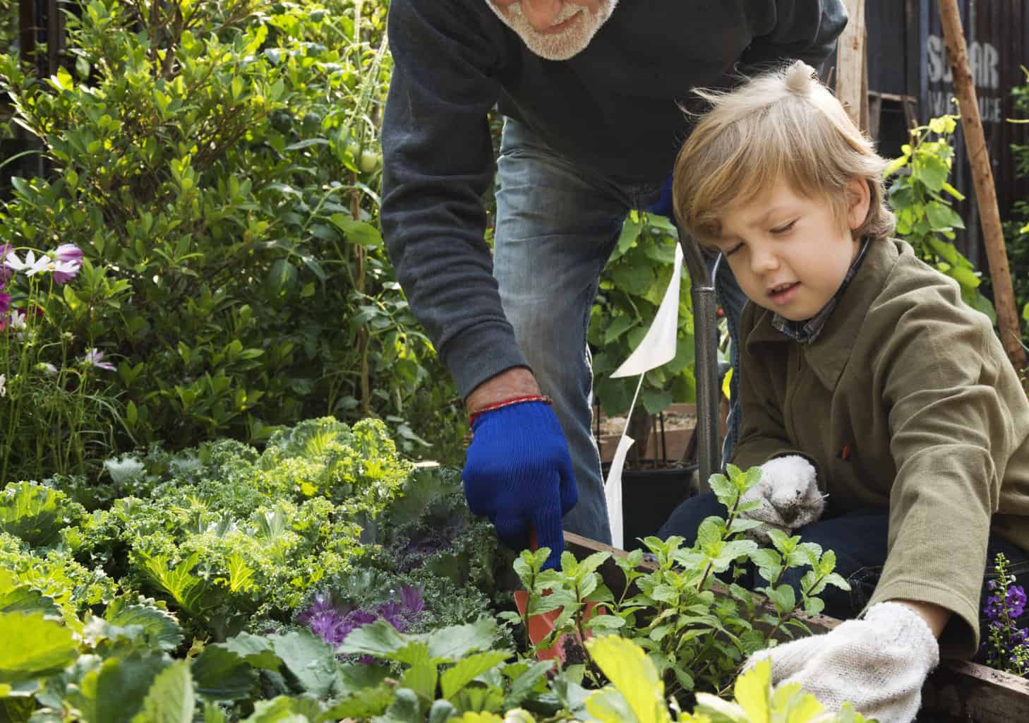 gardening with kids, a grandfather planting a garden with young grandson